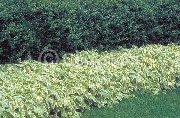 White blooms; Deciduous; Broadleaf