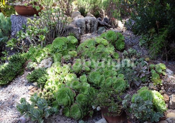 Yellow blooms; Evergreen