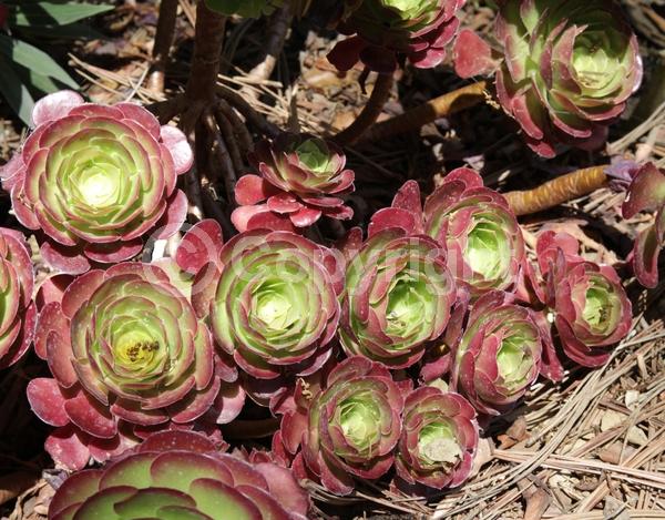 Yellow blooms; Evergreen