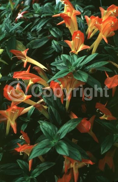 Red blooms; Yellow blooms