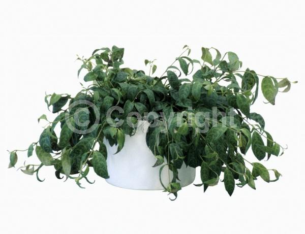 Red blooms; Yellow blooms; Green blooms