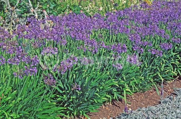 Blue blooms; Lavender blooms; Deciduous; Broadleaf