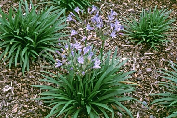 Blue blooms; Evergreen; Needles or needle-like leaf