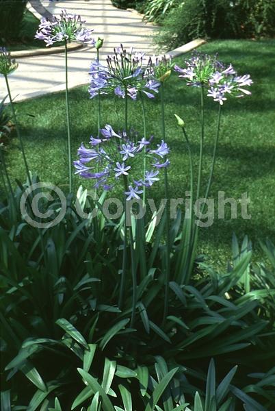 Blue blooms; Evergreen; Broadleaf
