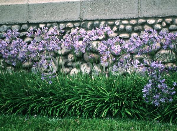 Blue blooms; Evergreen; Broadleaf
