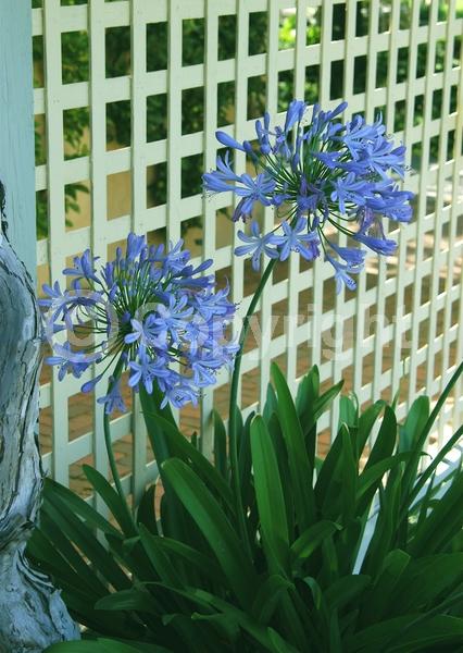 Blue blooms; Evergreen; Broadleaf