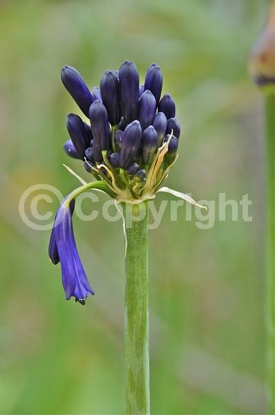 Blue blooms; Deciduous