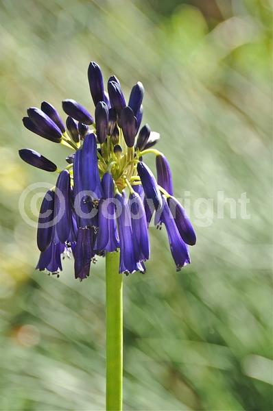 Blue blooms; Deciduous