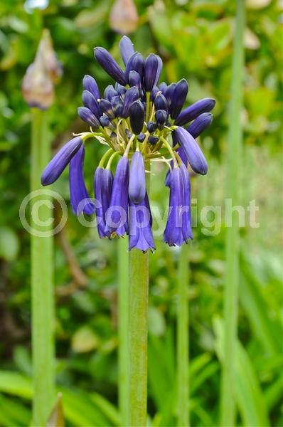 Blue blooms; Deciduous