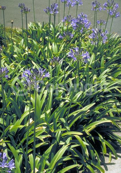 Blue blooms; Evergreen; Broadleaf