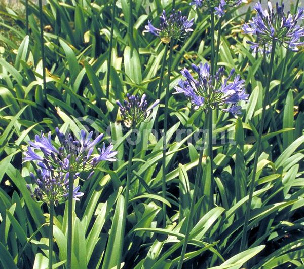 Blue blooms; Evergreen; Broadleaf