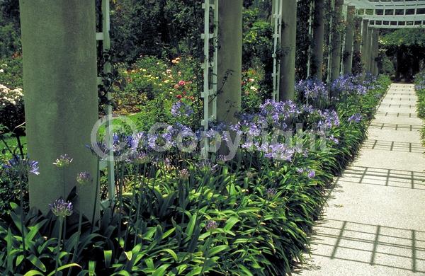 Blue blooms; Evergreen; Broadleaf