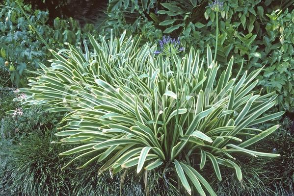 Blue blooms; Evergreen