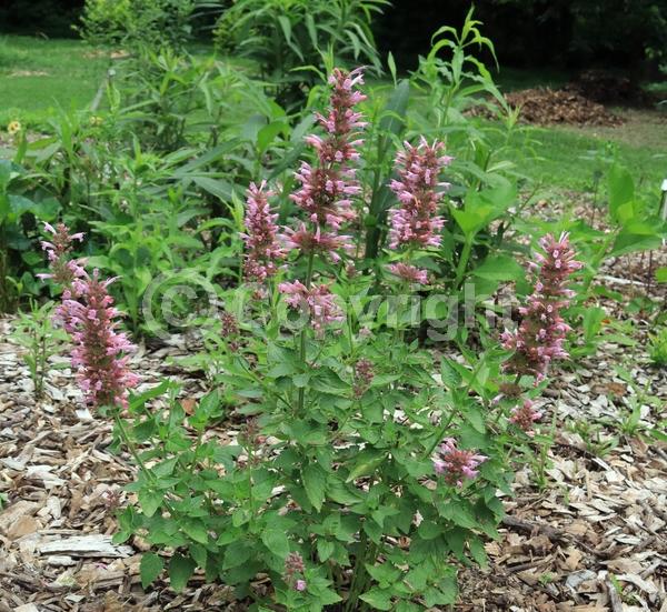 Lavender blooms; Deciduous