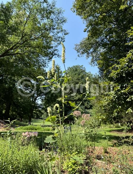 Yellow blooms; White blooms; North American Native