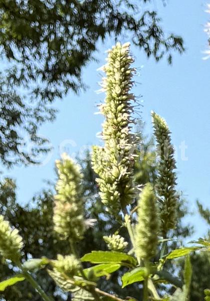 Yellow blooms; White blooms; North American Native
