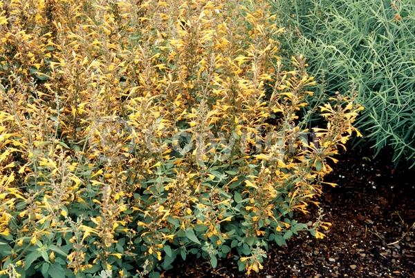 Orange blooms; North American Native