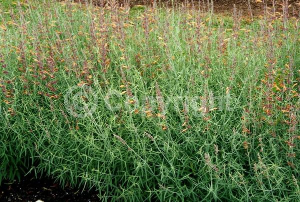 Orange blooms; Pink blooms; North American Native
