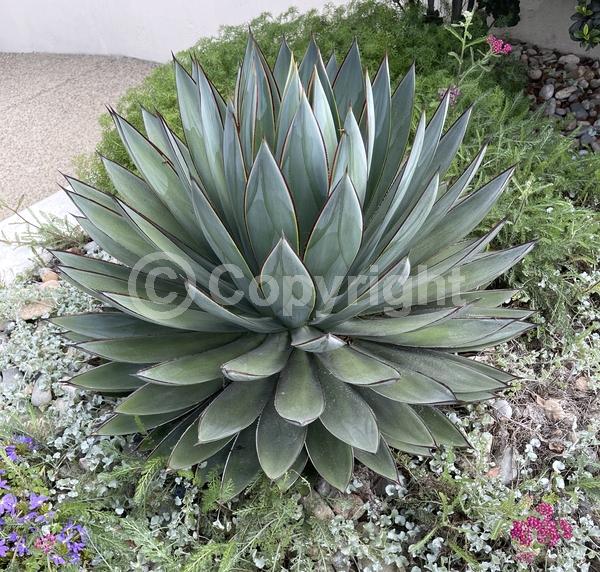 White blooms; Evergreen