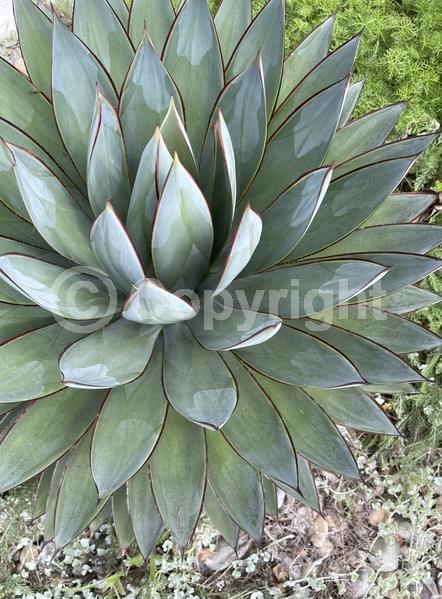 White blooms; Evergreen