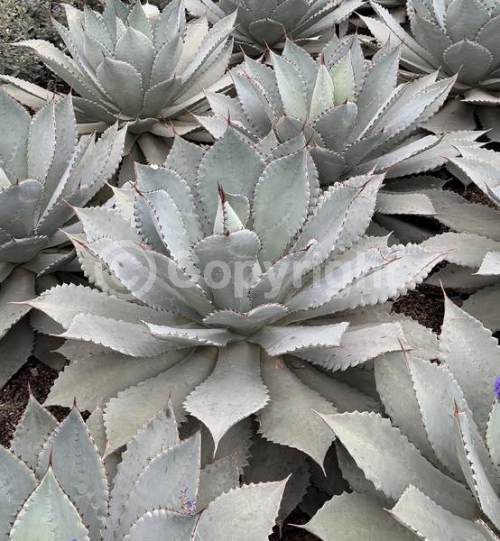 Red blooms; Green blooms; Evergreen; North American Native