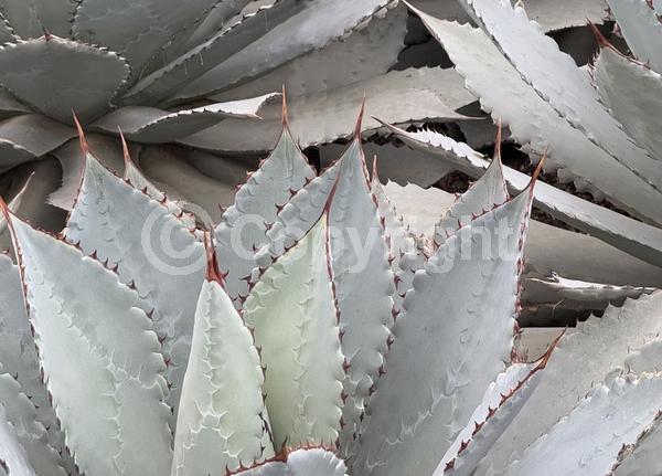 Red blooms; Green blooms; Evergreen; North American Native