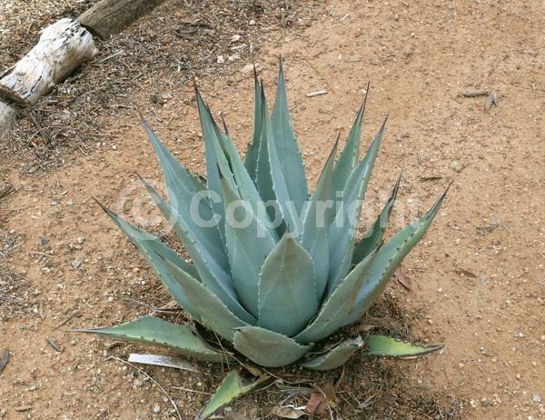 Yellow blooms; Evergreen; North American Native