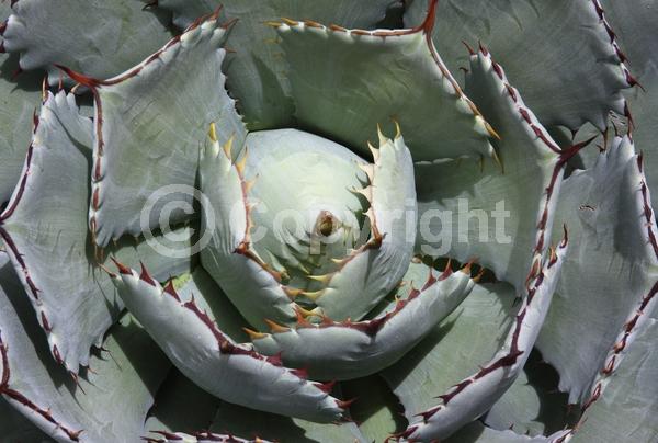 Yellow blooms; Evergreen; North American Native