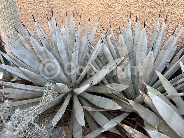 White blooms; Evergreen; North American Native