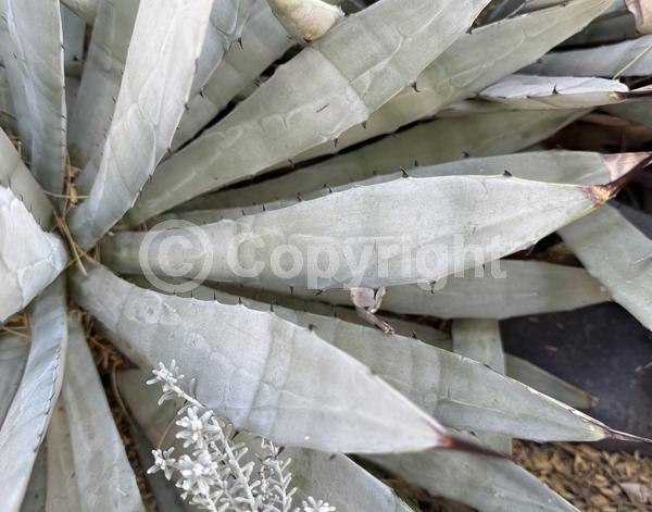 White blooms; Evergreen; North American Native