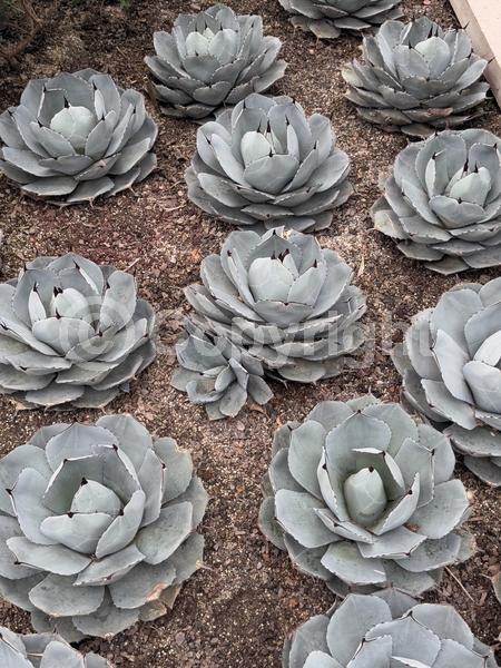 White blooms; Evergreen; North American Native