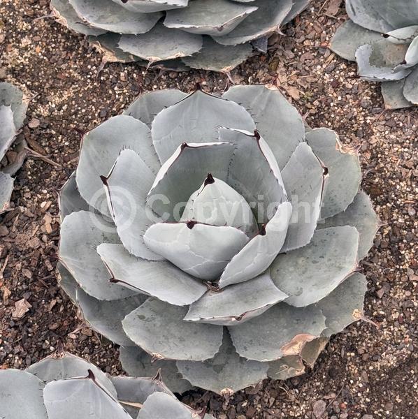 White blooms; Evergreen; North American Native