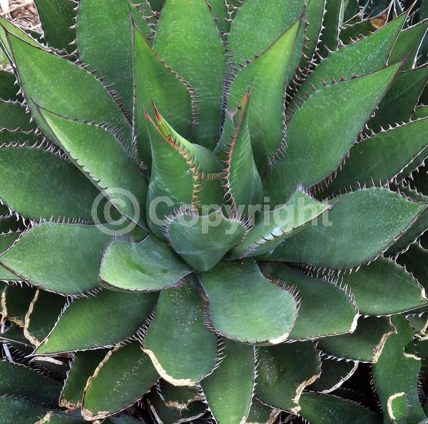 Yellow blooms; Evergreen; Broadleaf; North American Native