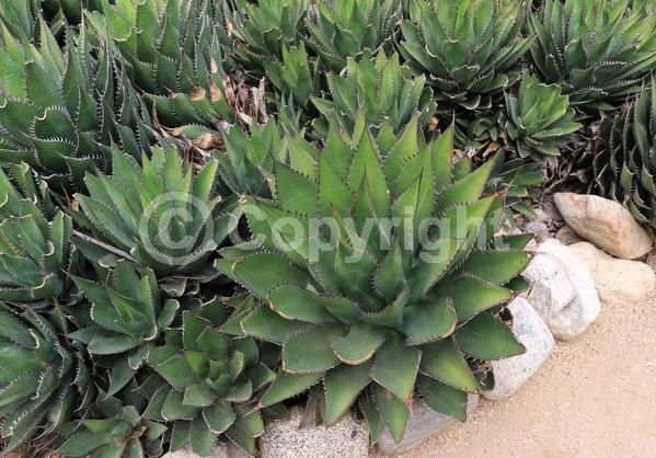Yellow blooms; Evergreen; Broadleaf; North American Native
