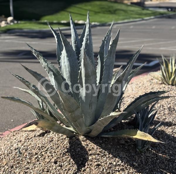 Yellow blooms; White blooms; Evergreen; North American Native
