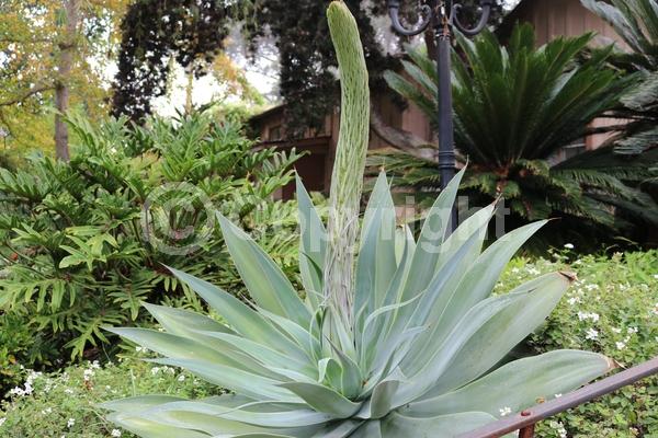 White blooms; Evergreen; North American Native