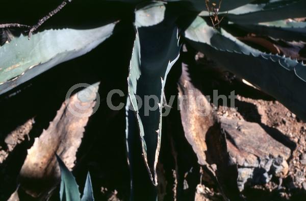 White blooms; Evergreen; North American Native