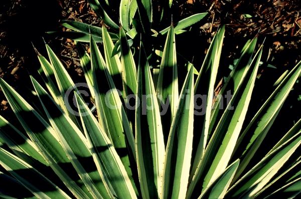 Yellow blooms; Evergreen; Broadleaf