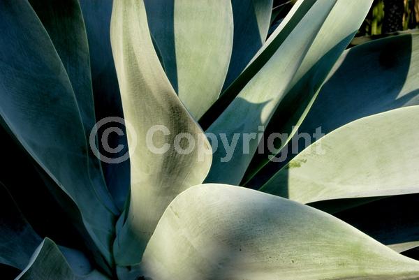 White blooms; Evergreen; North American Native