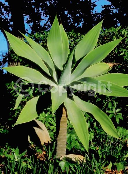 White blooms; Evergreen; North American Native