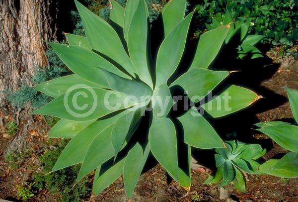 White blooms; Evergreen; North American Native