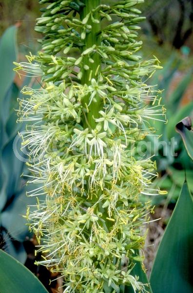 White blooms; Evergreen; North American Native