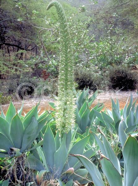White blooms; Evergreen; North American Native
