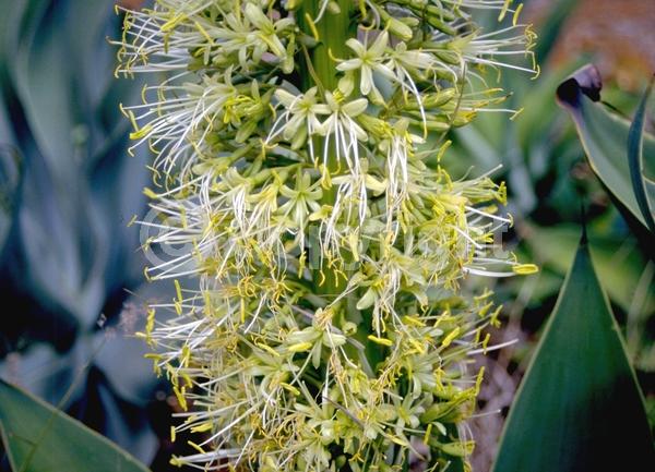White blooms; Evergreen; North American Native