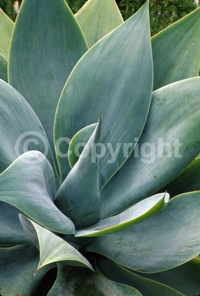 White blooms; Evergreen; North American Native