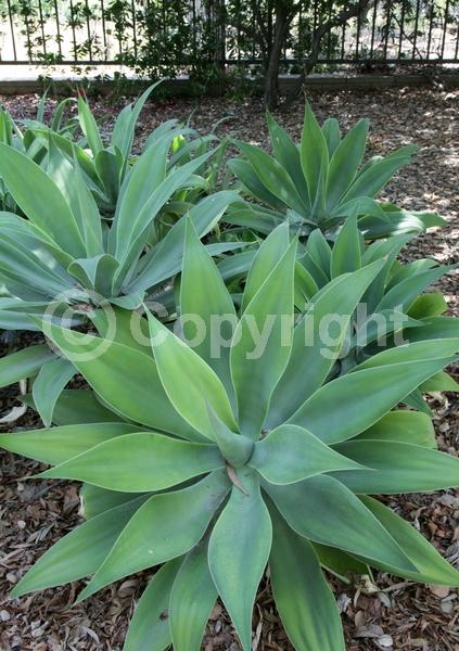 White blooms; Evergreen; North American Native