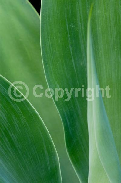White blooms; Evergreen; North American Native