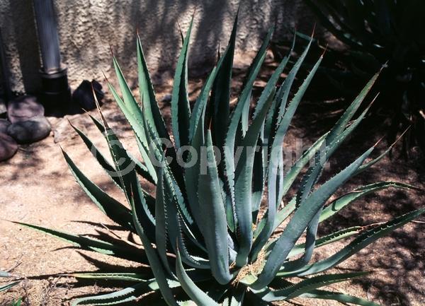Red blooms; Orange blooms; Yellow blooms; Evergreen; North American Native