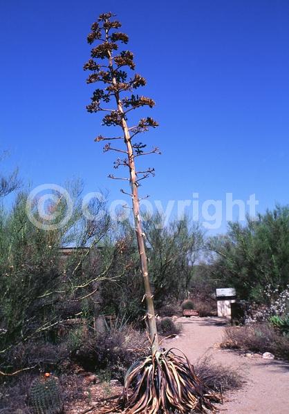 Red blooms; Orange blooms; Yellow blooms; Evergreen; North American Native