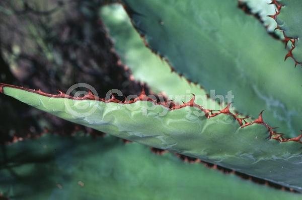 Yellow blooms; Evergreen; North American Native
